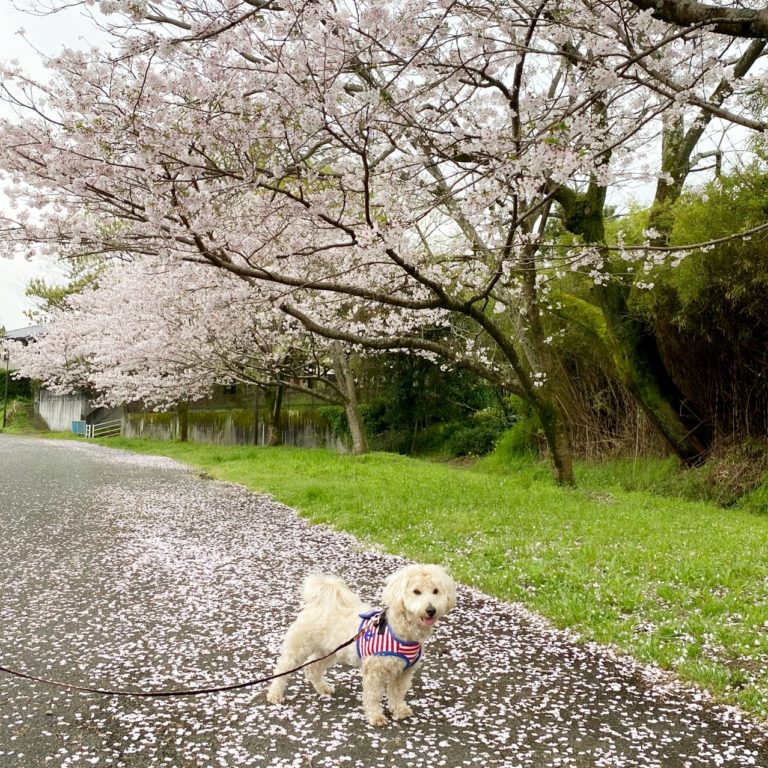 マルックスのとのまるの画像